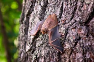 What to do about bats in your rafters